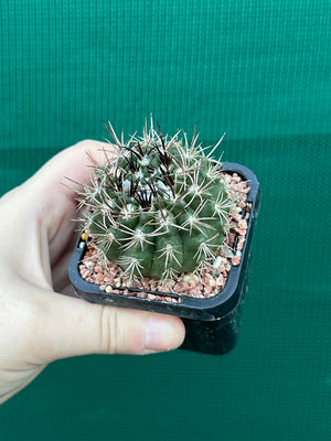 Neochilenia taltalensis