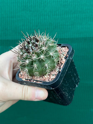 Neochilenia taltalensis