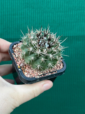 Neochilenia taltalensis