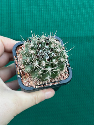 Neochilenia taltalensis
