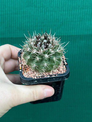 Neochilenia taltalensis