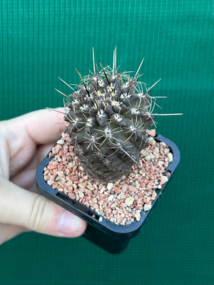 Neochilenia setosiflora