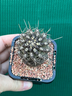 Neochilenia setosiflora