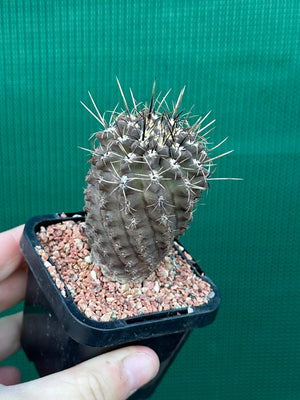 Neochilenia setosiflora