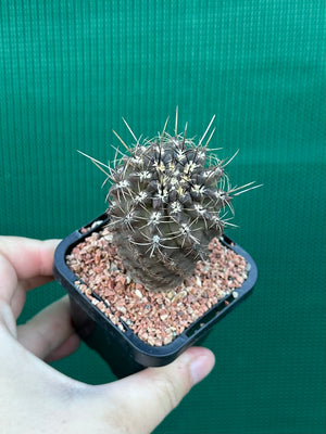 Neochilenia setosiflora