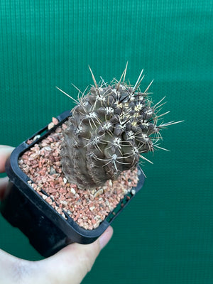 Neochilenia setosiflora