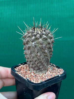 Neochilenia setosiflora