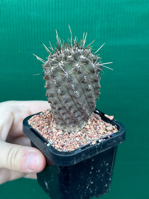 Neochilenia setosiflora