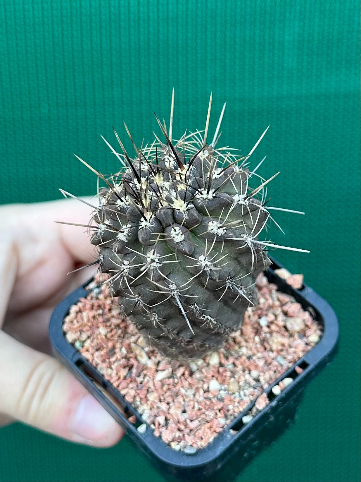Neochilenia setosiflora