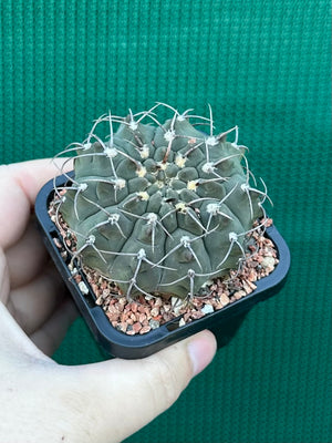 Gymnocalycium riojense