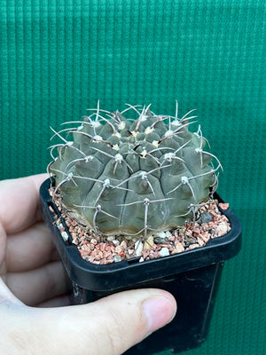 Gymnocalycium riojense