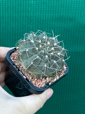 Gymnocalycium riojense