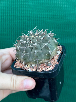 Gymnocalycium riojense