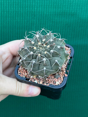 Gymnocalycium riojense