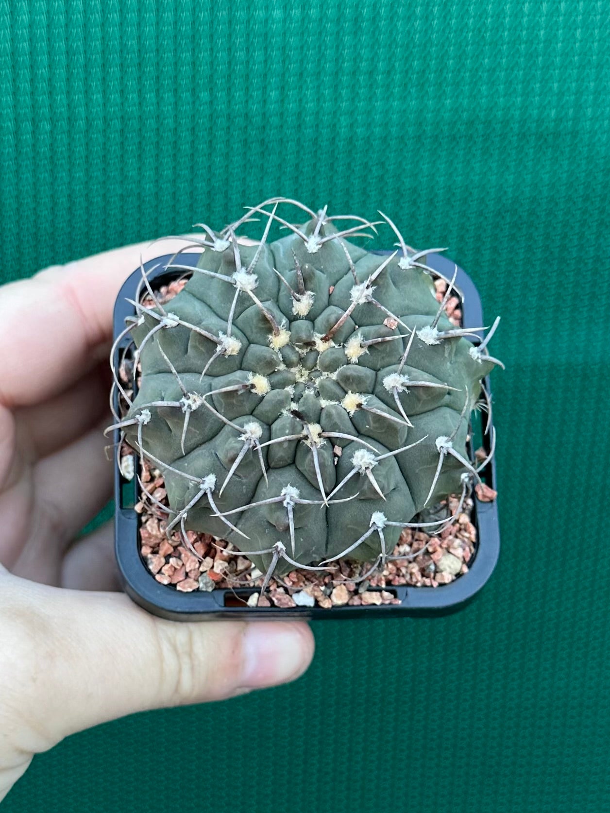 Gymnocalycium riojense