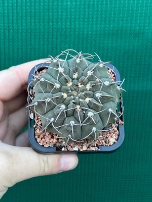 Gymnocalycium riojense