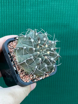 Gymnocalycium riojense
