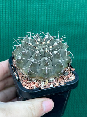 Gymnocalycium riojense