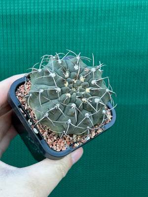 Gymnocalycium riojense