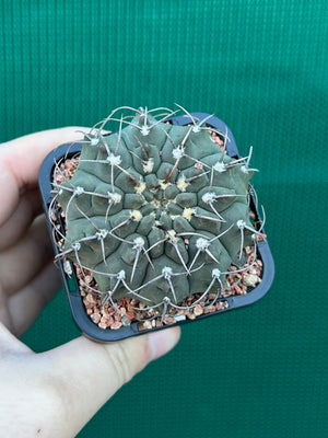 Gymnocalycium riojense