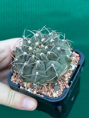 Gymnocalycium riojense