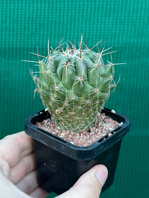 Thelocactus conothelos