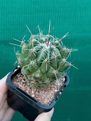 Thelocactus conothelos