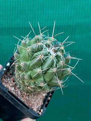 Thelocactus conothelos