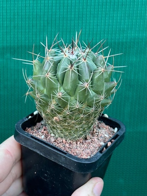 Thelocactus conothelos