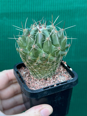 Thelocactus conothelos
