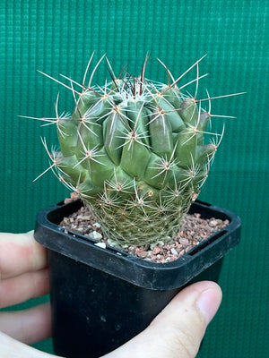 Thelocactus conothelos