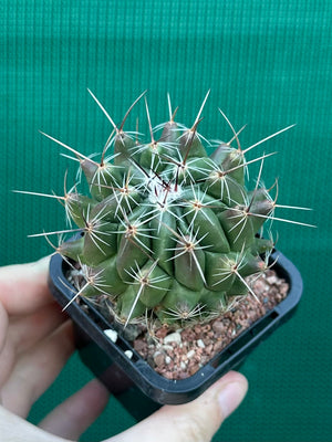 Thelocactus conothelos