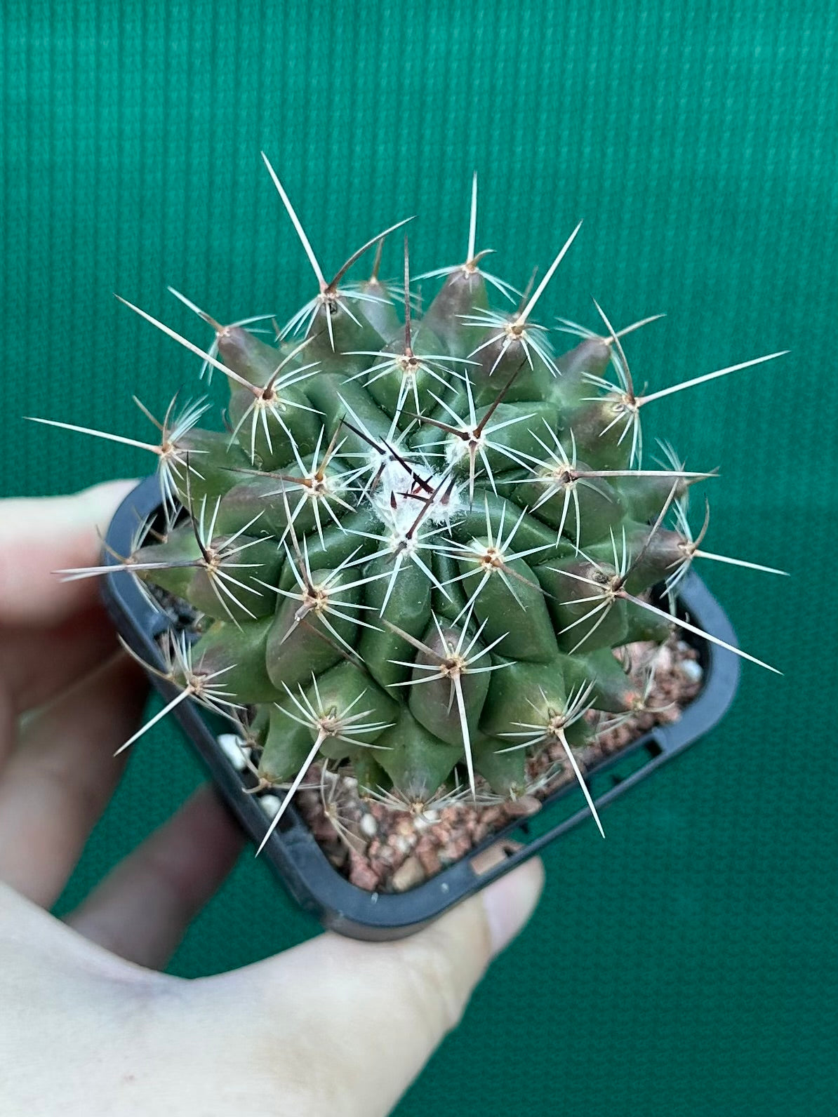 Thelocactus conothelos