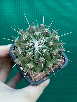 Thelocactus conothelos