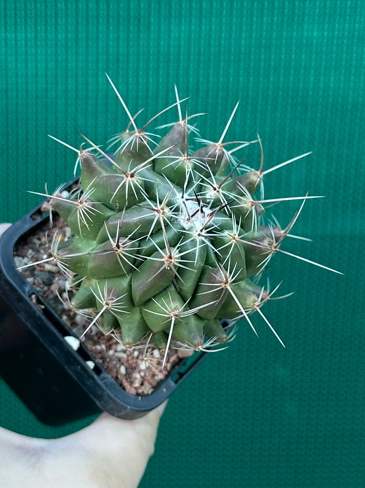 Thelocactus conothelos