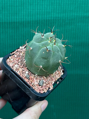 Matucana madisonorum