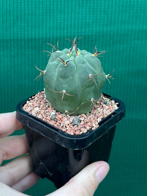 Matucana madisonorum