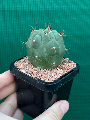 Matucana madisonorum