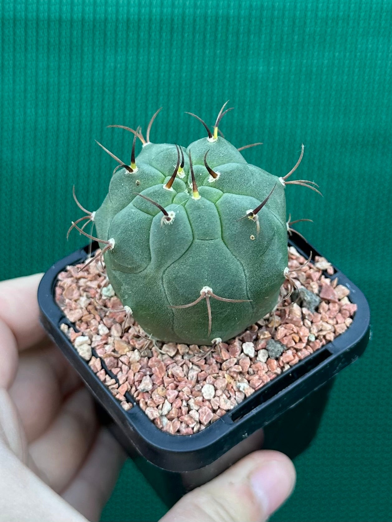 Matucana madisonorum