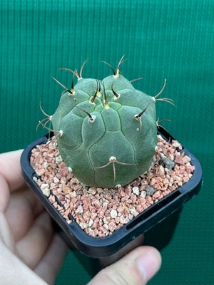 Matucana madisonorum