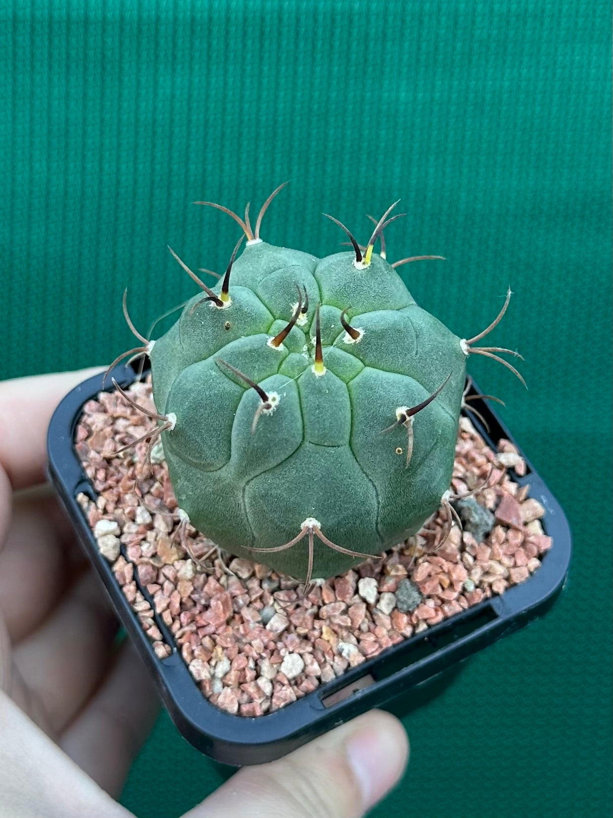 Matucana madisonorum