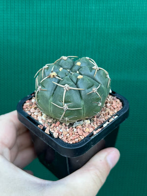Gymnocalycium guerkeanum