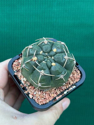 Gymnocalycium guerkeanum