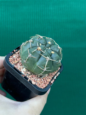 Gymnocalycium guerkeanum