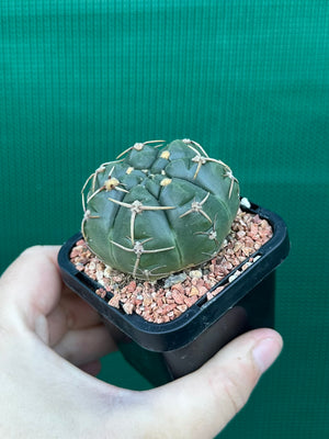 Gymnocalycium guerkeanum