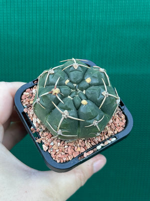 Gymnocalycium guerkeanum
