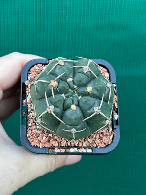 Gymnocalycium guerkeanum