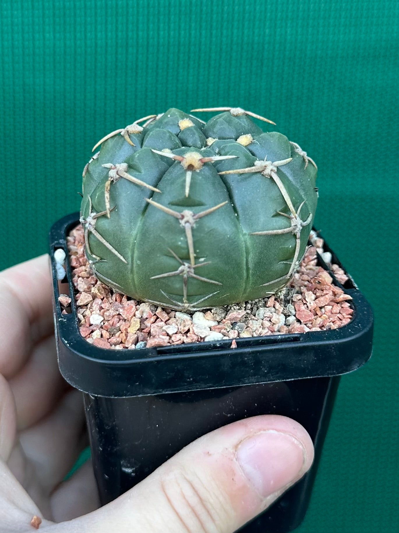 Gymnocalycium guerkeanum