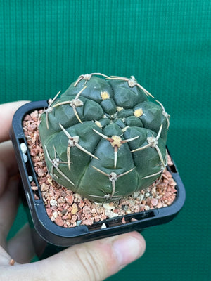 Gymnocalycium guerkeanum