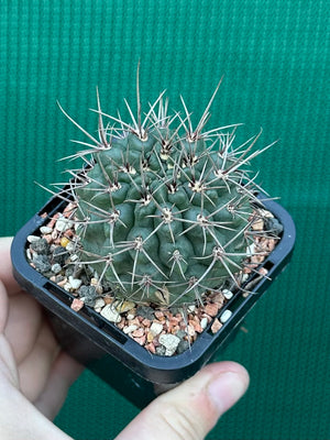 Gymnocalycium neuhuberi